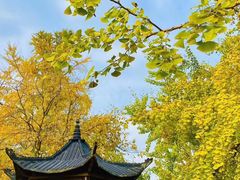 -千年银杏谷文化旅游区