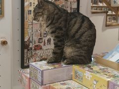 -猫的天空之城概念书店(丽江古城饮玉巷店)