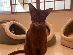 -Let's go狗咖·猫咖·奶狗·桌游(春熙路IFS店)