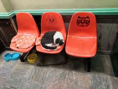 -猫咪博物馆(顶澳仔猫街店)