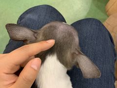-藦茜花园宠物主题亲子互动体验馆(国顺东路店)