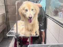 -樱桃家的宠物店(君安花园店)