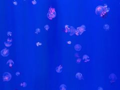 -福州罗源湾海洋世界旅游区