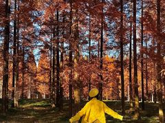 -黄海国家森林公园