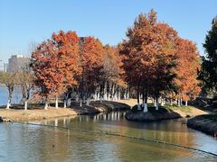 -春花秋色城市公园