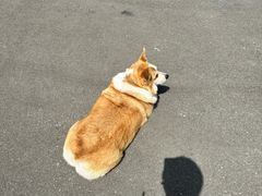 -肥朵食堂(带梦胡同店)