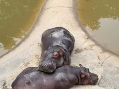 -泉州海丝野生动物世界