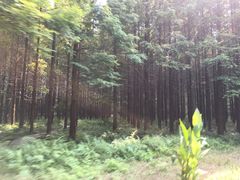 -黄海国家森林公园