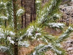 -塞罕坝国家级自然保护区