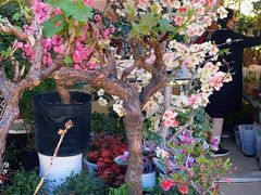 -金陵花卉交易市场