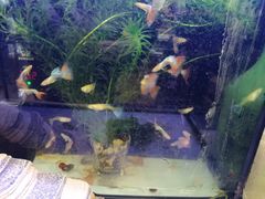 -酷以爬仙阁实体爬宠店·守宫·蜥蜴·专业繁育