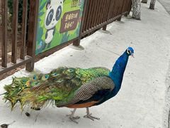 -西霞口神雕山野生动物世界