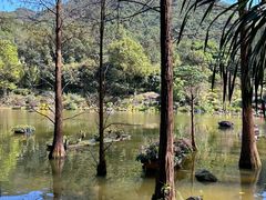 -深圳仙湖植物园