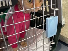 -关爱宠物医院·猫科中心·消化科(滨湖万达分院)