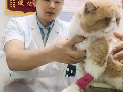 -特一安24小时宠物医院·骨科·中兽医