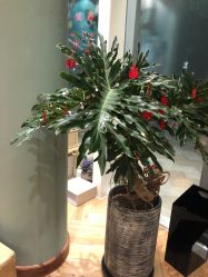 -娇玫荟SPA