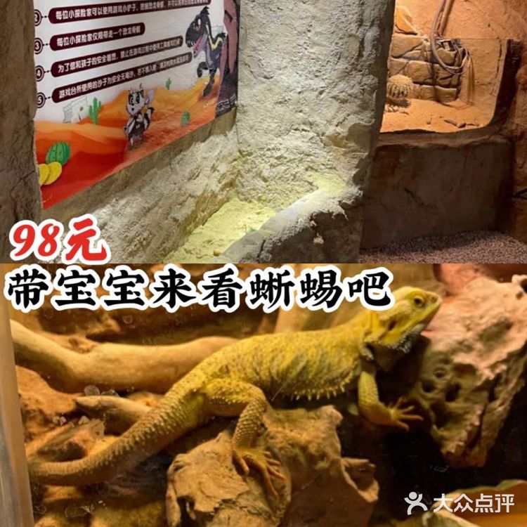 98元带宝宝看蜥蜴[愉快]