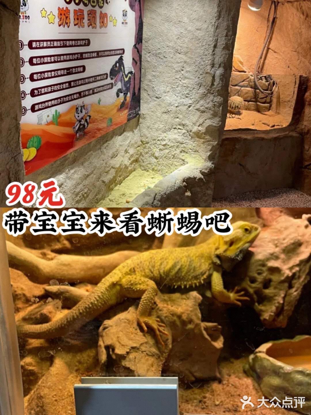 98元带宝宝看蜥蜴[愉快]
