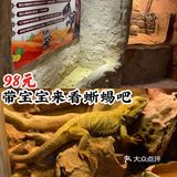 98元带宝宝看蜥蜴[愉快]