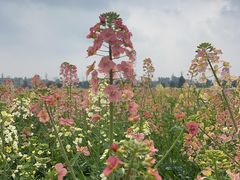 -中国天府农业博览园