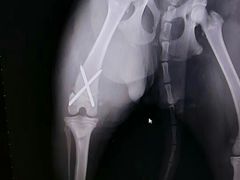 -宠福鑫康馨动物医院·骨科·眼科