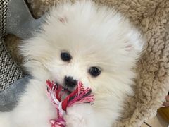 -天使宠物医院·犬猫分诊(彩虹店)