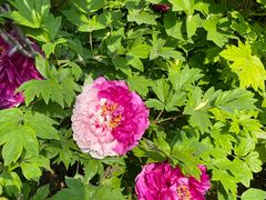 -洛阳市隋唐城遗址植物园