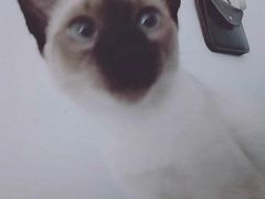 -瑞派雷欧宠物医院·24h夜诊·心脏骨科牙科·全科重症转诊中心(无影山店)
