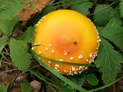 -北极村旅游风景区