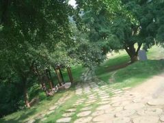 -千年银杏谷文化旅游区