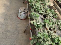 -甜心庄园·甜心草莓采摘园(西青中北店)