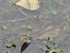 -白鹭湾湿地公园