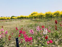 -西青郊野公园