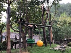 -都江堰中华大熊猫苑