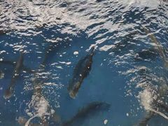 鸭嘴鱼-鸿渡渔庄·特色鸭咀鱼