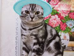 -喵zoo家庭繁育猫舍(尖东智能花园店)