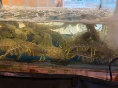 -喜记避风塘炒辣蟹(旗舰店)