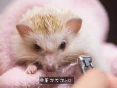 -藦茜花园宠物主题亲子互动体验馆(国顺东路店)