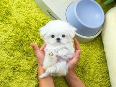 -萌宠之家·腊肠犬·马尔泰·小体犬舍