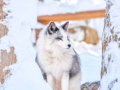 -宫城藏王狐狸村