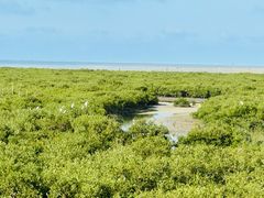 -北海金海湾红树林生态旅游区