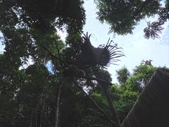 -野象谷景区