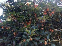 -兰桂坊·花园餐厅(西湖店)
