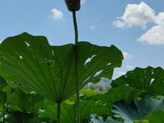 -莲花池公园
