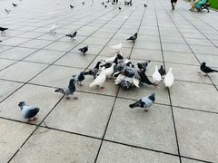 -大连人民广场