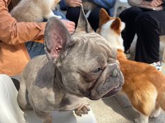 -柯斗斗主题餐厅·狗咖·围炉煮茶·茶饮(国瑞升平里店)