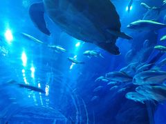 -成都浩海立方海洋公园