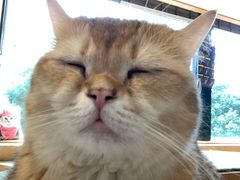 -CAT’S MEWSTAR CAFE·喵星球猫屋(晴湾咖啡店)