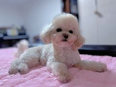-FAELING PETS美天灵宠物(富力广场店)