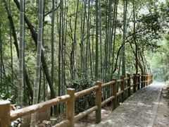 -上海佘山国家森林公园天马山园